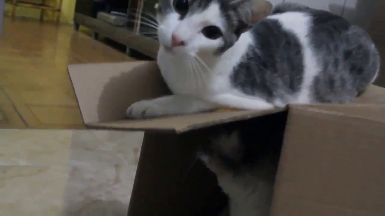 Meu Papelão! - Os Quinhoeiros