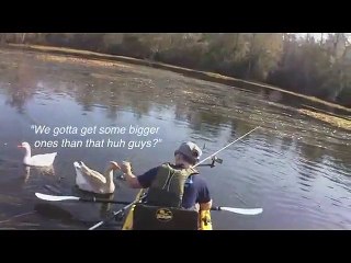 Une oie attaque un kayakiste