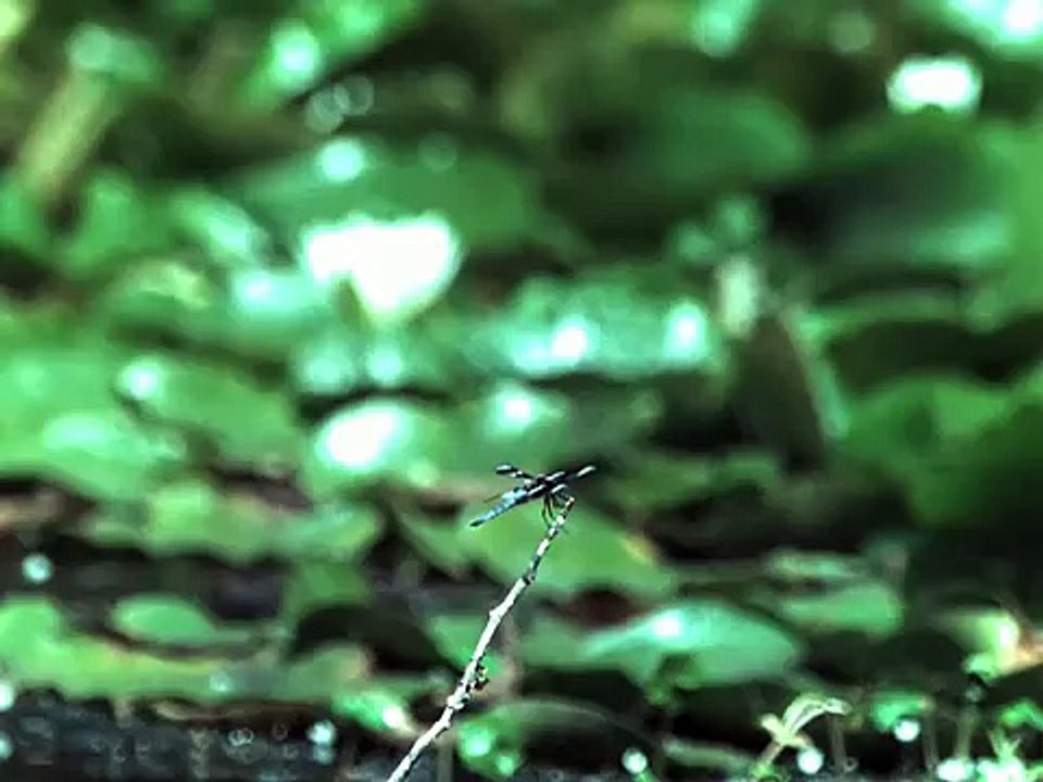 Grenouille vs Libellule au ralenti