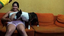 Bull Terrier Protects His Pregnant Human Mom