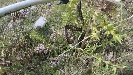 Viper Attack on Korab Mountain