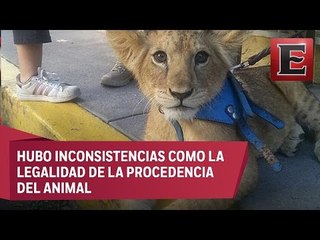 Profepa decomisa al cachorro de león que paseaba en Iztapalapa