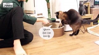 영양제 뚜껑여는 소리에 달려오는 아기고양이 요지 | 김메주와고양이들