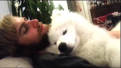 甘えん坊のサモエド子犬がかわいすぎ！ご主人の腕の中で幸せそうなもふもふサモエド子犬！