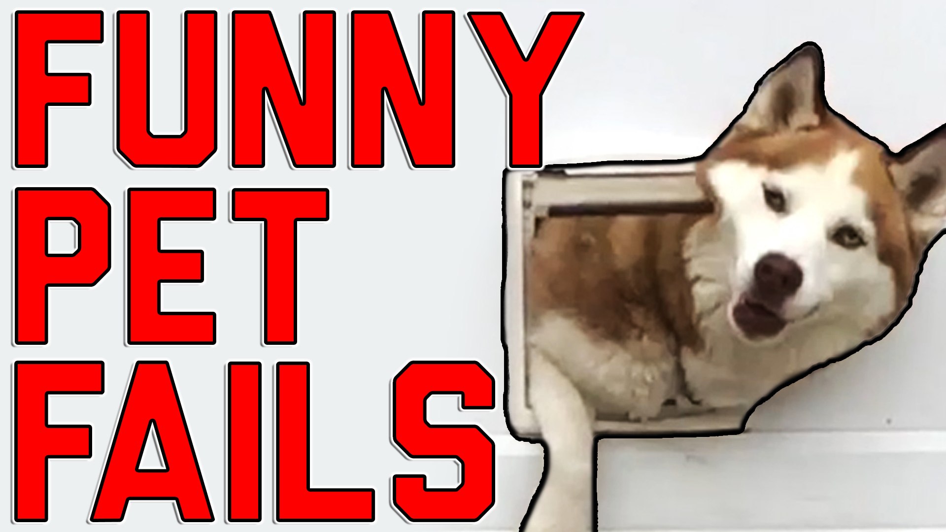 Funny pet fails hot sale