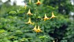 =. Lilium canadense, commonly called either the Canada lily, wild yellow-lily,