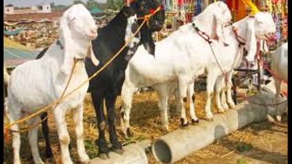 1 Crore ka BAKRA || Most Expensive Goats on Eid