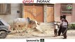 | BAKRA EID SPECIAL | QASAI PRANK By Nadir Ali In | P4 Pakao | 2017