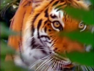 Baby Einstein - Baby Noah