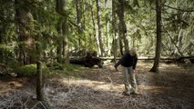 L'Intelligence des Arbres : le réseau social de la forêt