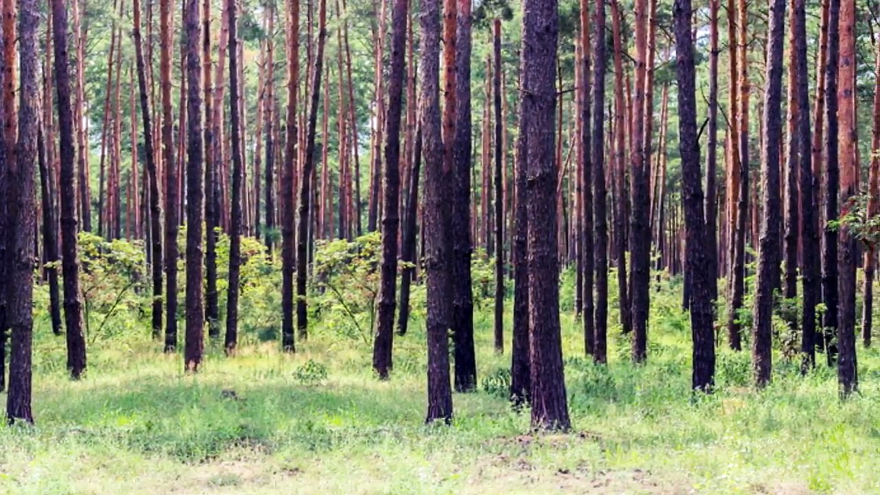 Nuvet Labs Products - Natural  Vitamins  & Supplements for pets