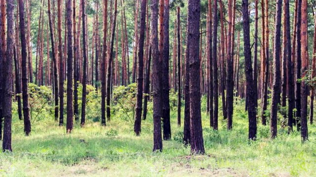 Nuvet Labs Products - Natural Vitamins & Supplements for pets