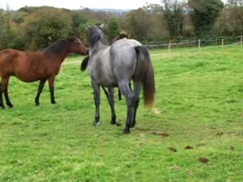 Time Is Up Neuf Clos, pouliche Poney 4 mois