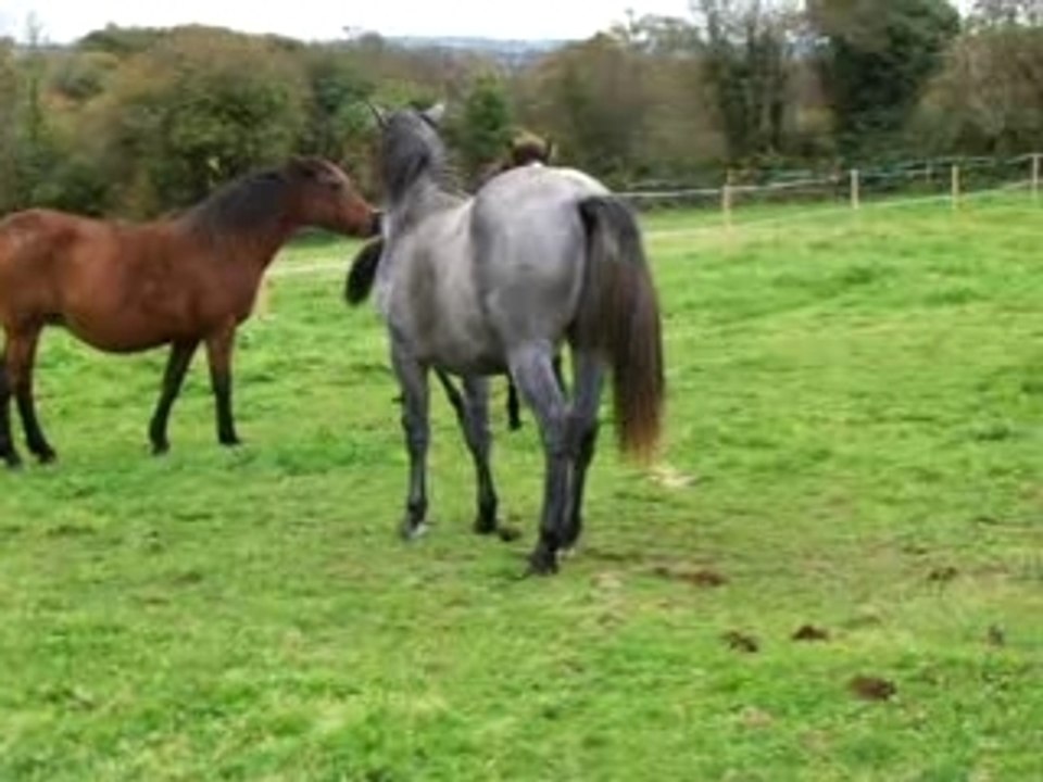 Time Is Up Neuf Clos, pouliche Poney 4 mois