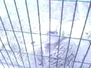 des jolis moutons mdr