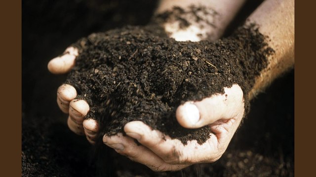 Maple Trees For Sale Houston Texas - How to Plant a Maple Tree Preparing The Soil And Planting Hole