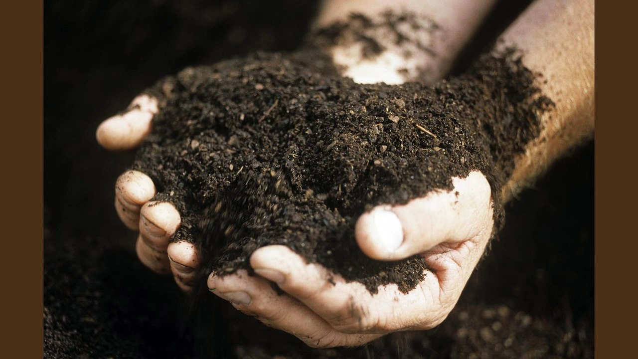 Maple Trees For Sale Houston Texas -  How to Plant a Maple Tree Preparing The Soil And Planting Hole