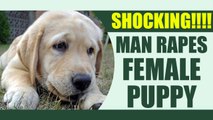 Man does shameful deed with female puppy, rapes her & leaves it to die | Oneindia News