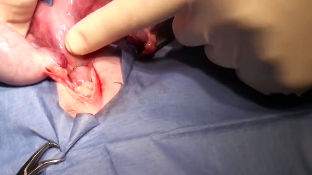 Y cirugía veterinario vídeos popular