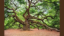 Oak Trees For Sale in Houston - Benefit Of Planting Oak Trees