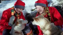 Rauque Père Noël et les chiens du Père Noël en Laponie huskies Rovaniemi Finlande