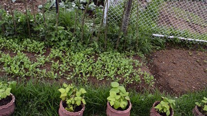 Fitness De Royale Organic vegetables