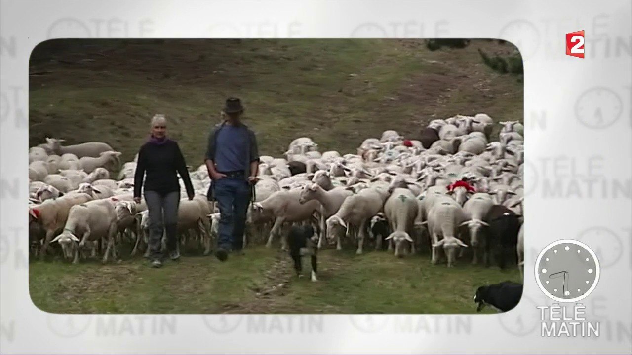 Actu plus - La fête du mouton
