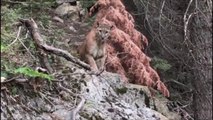 Des randonneurs tombent nez à nez avec un puma ! Flippant