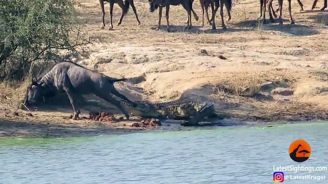 2 hippopotames sauvent un gnou piégé dans la gueule d'un crocodile