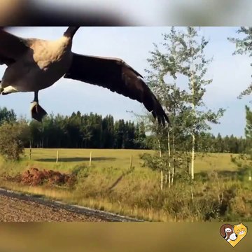 Une oie assoiffée suit un automobiliste qui la conduit vers un lac pour qu'elle boive