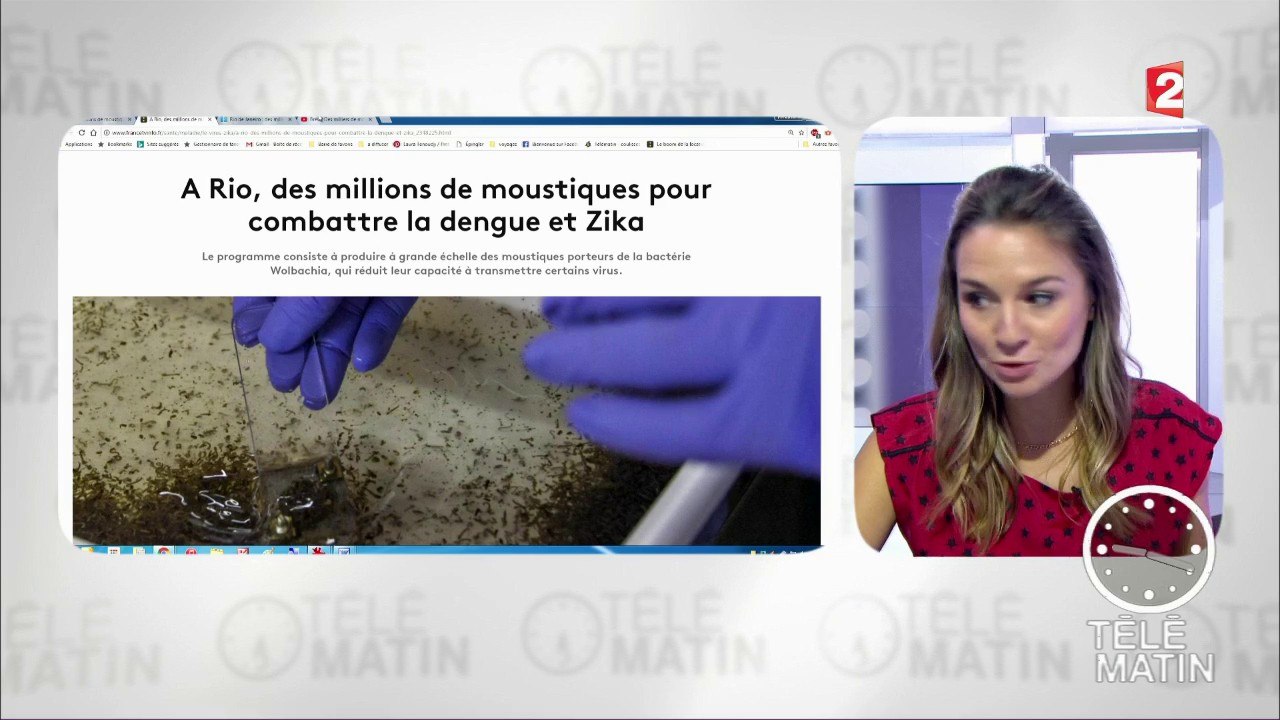 Des moustiques contre la dengue et Zika