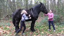 Belgian Draft Horses: my draft horse Gloria and my well educated grand daughters Laura and