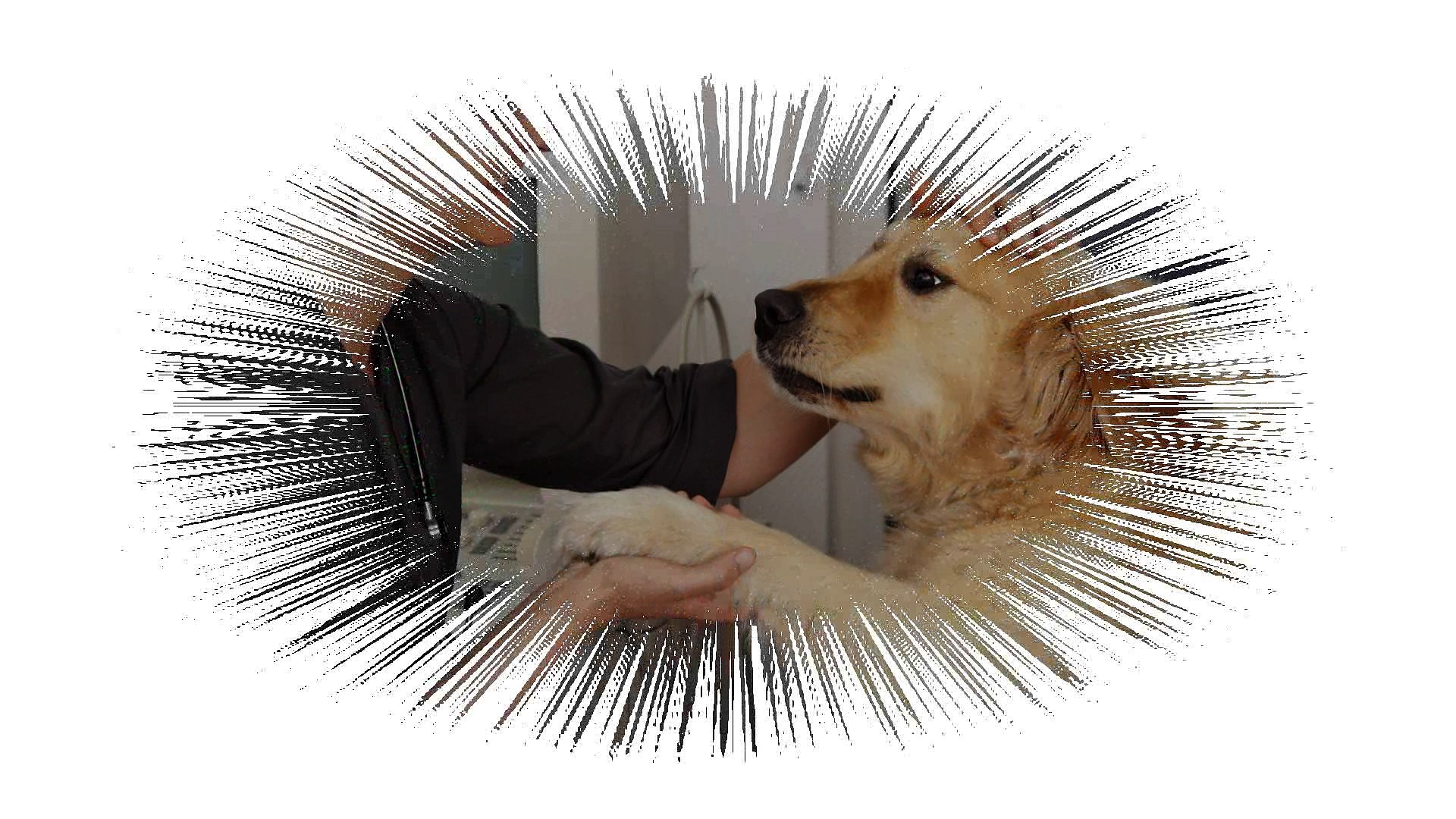 ⁣Pet’s Oral Health - Metropolitan Veterinary Center