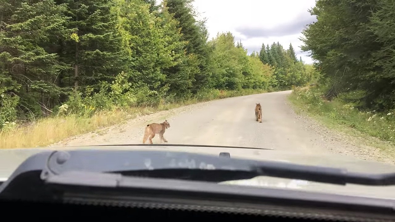 Une rencontre rare avec deux Lynx sur une route du Maine (Etats-Unis)