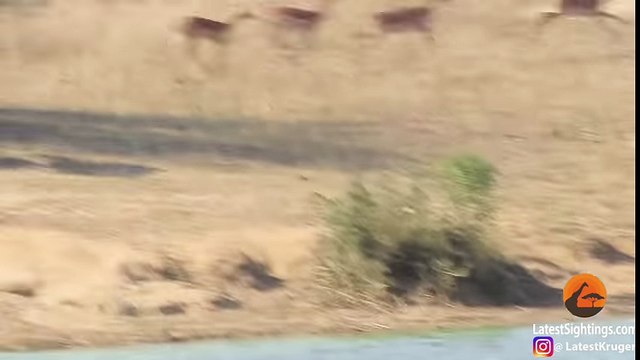 Un hippopotame aide un gnou attaqué par un crocodile