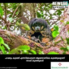 സ്വര്‍ണം ചവിട്ടിയ കുരങ്ങന്‍....!!! youtube :https://goo.gl/uLhRhU facebook:https://www.facebook.com/news60ml/