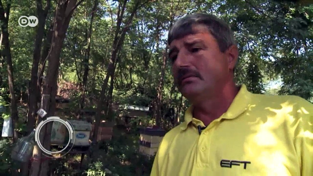 Fipronil - die versteckte Gefahr in Rumänien | DW Deutsch