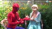 Bee Stings Spiderman! w/ Spidergirl, Frozen Elsa, Joker & Maleficent in Real Life