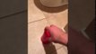 Man Discovers Cockroach in His Bathroom and Does Exactly What He Needs to Do