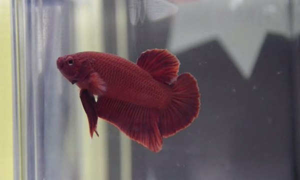 Lomba Kecantikan Khusus Ikan Hias