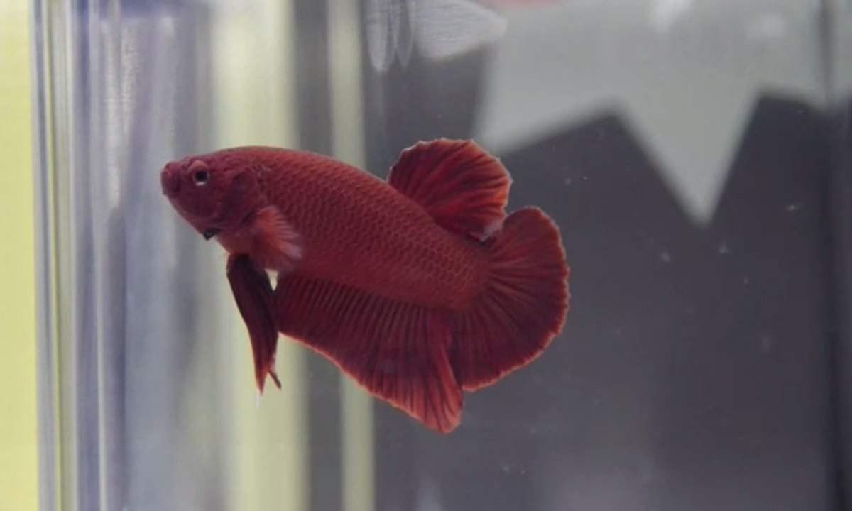 Lomba Kecantikan Khusus Ikan Hias