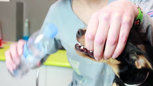 Perros - Mascotas - Primeros Auxilios - 01