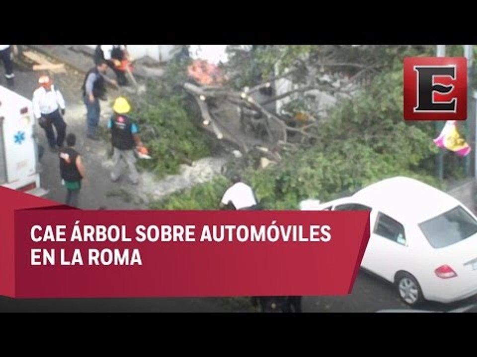 Cae árbol en la colonia Roma por fuertes lluvias en la CDMX