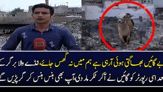 Andy wala burger ..news reporter Another Viral Video