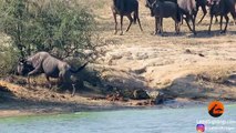 Des hippopotames sauvent un gnou