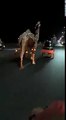 ویڈیو میں دیکھیں قربانی کے لیے لیا گیا اونٹ اپنے مالک سے رسی چھڑوا کر کیسے سڑک پر بھاگتا رہا۔ ویڈیو: سہیل بٹ۔ لاہور
