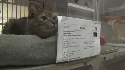 Texas: des milliers d'animaux sauvés des eaux