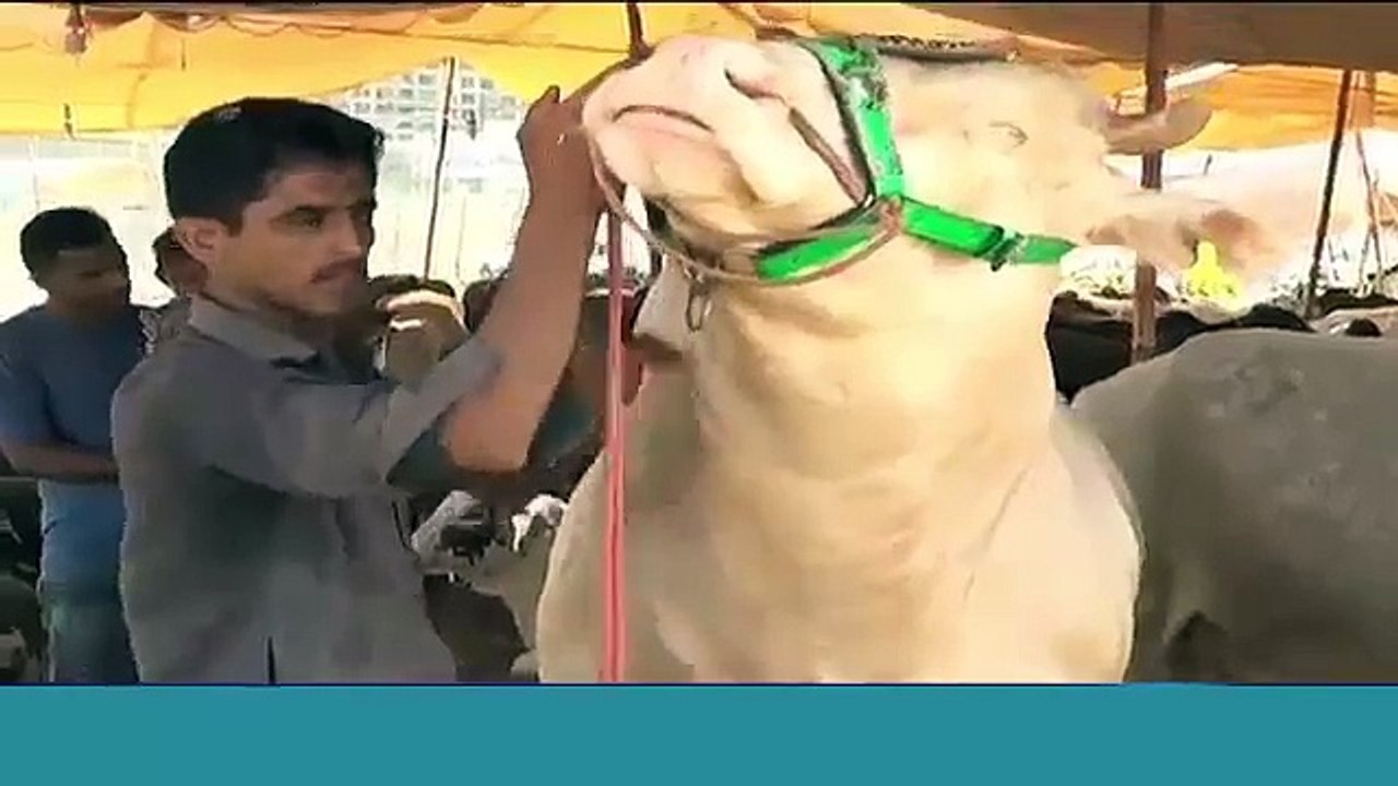 Qurbani 2015 - Snow White , Blue eyed, Mile Wide Giant bull.