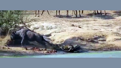 Hungry hippos to the rescue! Incredible moment two animals wade in stop a wildebeest from being eaten by a crocodile