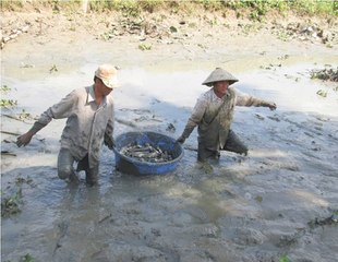 Cả làng rủ nhau đi bắt cá ở đìa vào mùa khô